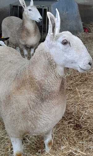 Border schapen